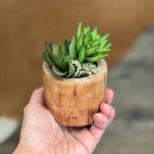 Mini Potted Faux Succulent Plant Floral Decoration from Target